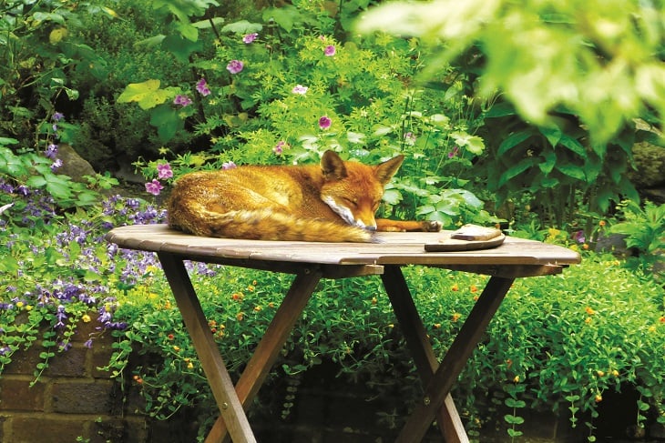 british-mammals-fox-on-table