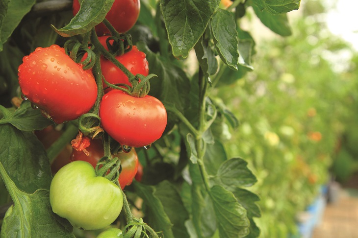 Growing tomatoes in the garden