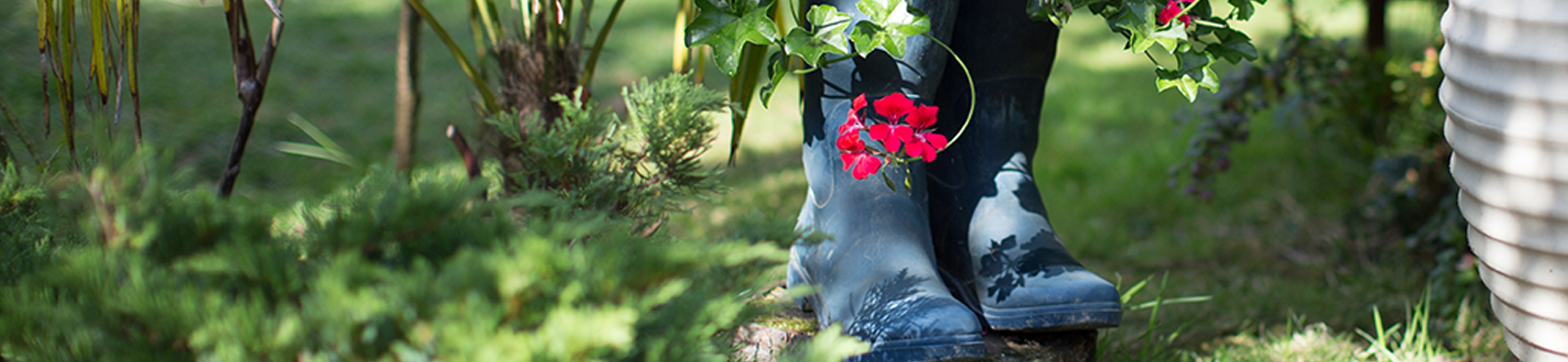 Flowers in the garden